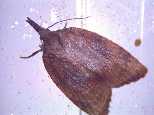 Platynota stultana